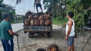 Turun Tipis, Segini Harga TBS di Jambi Periode 19-25 Juli Tahun 2024