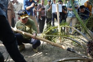 Panen Perdana Kelapa Sawit, Gubernur Jambi Apresiasi Pembukaan Lahan Tanpa Pembakaran