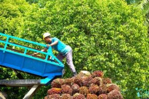 Menyongsong Era Baru Industri Kelapa Sawit di Jambi