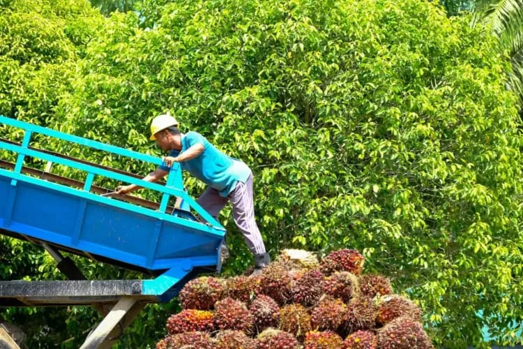 Setelah Turun Periode Lalu, Akhirnya Harga Sawit di Jambi Kembali Naik