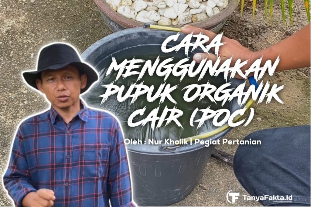 Cara Menggunakan Pupuk Cair (POC) Oleh Nur Kholik, Pegiat Pertanian. [TanyaFakta.id/Redaksi]