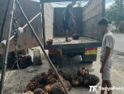 Harga TBS Kelapa Sawit di Jambi Terus Merangkak Naik Pekan Ini, Berikut Rinciannya