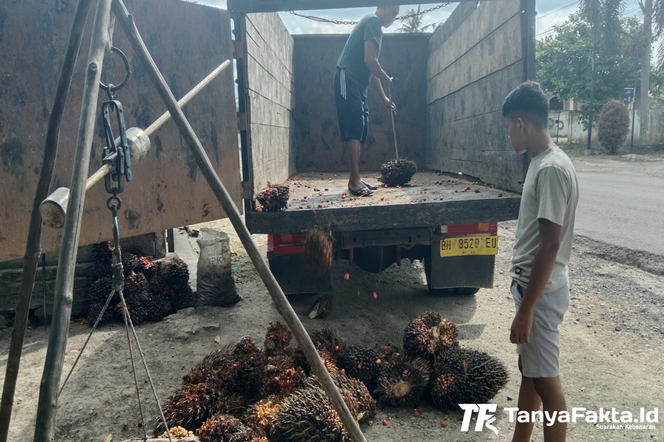 Petani Kelapa Sawit di Mestong, Muaro Jambi. [TanyaFakta.id/Ados]