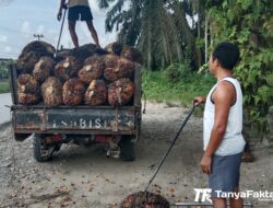 Pasca Beberapa Kali Naik, Harga Sawit Jambi Kini Mengalami Penurunan