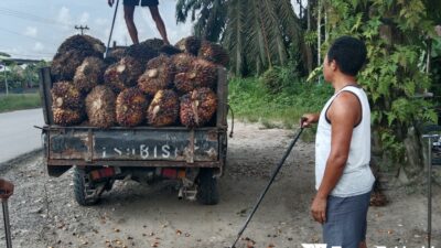 Petani Sawit Jambi